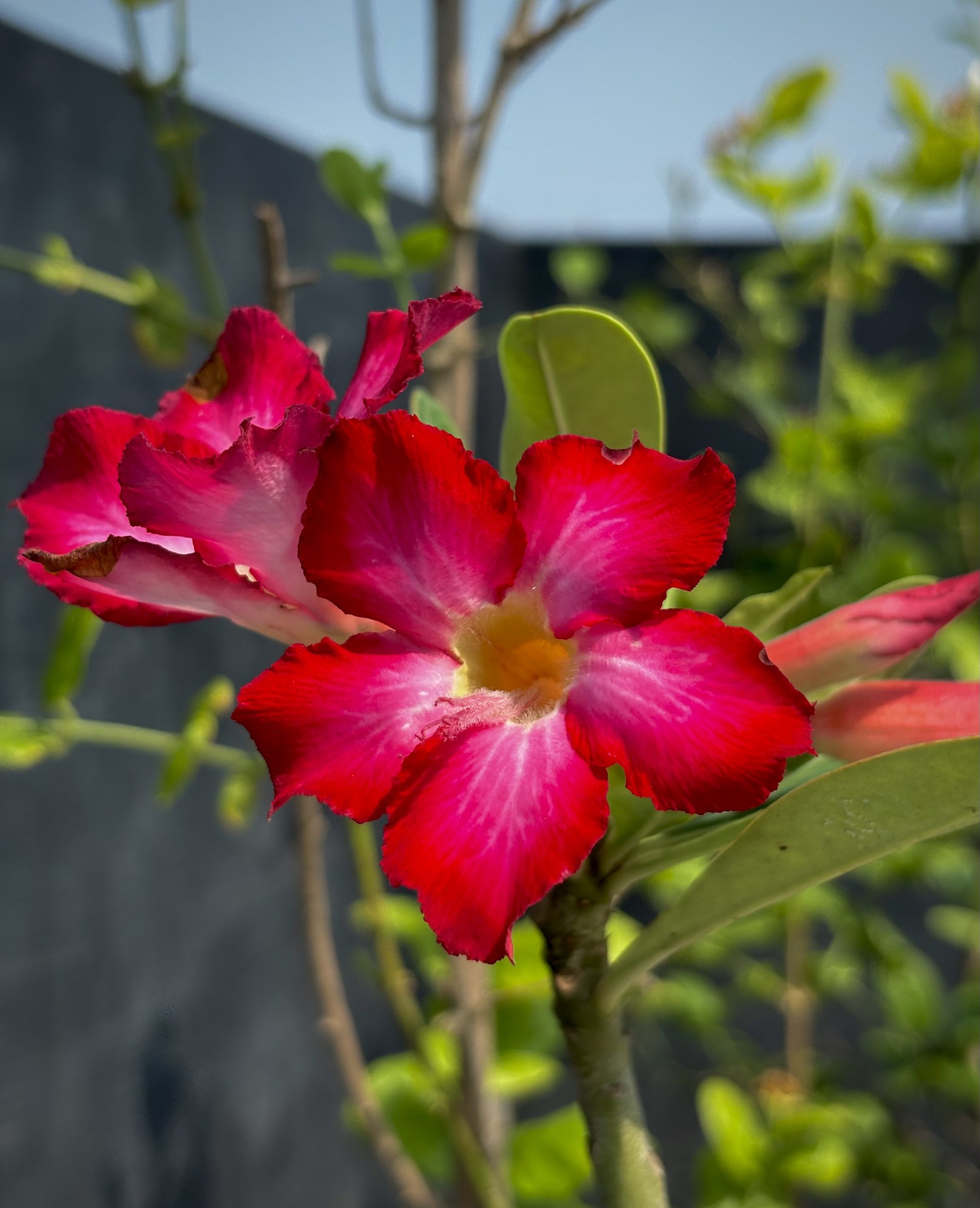 এডেনিয়াম বা মরু গোলাপের জাদুকরী রূপ